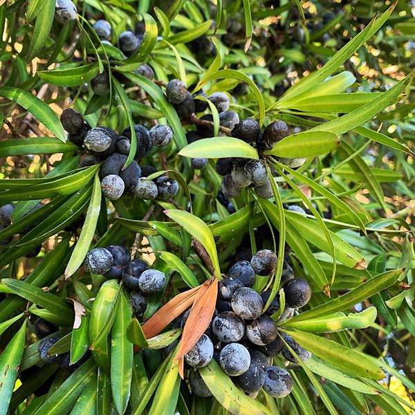 Plum Pine (Podocarpus elatus) - Ladybird Nursery