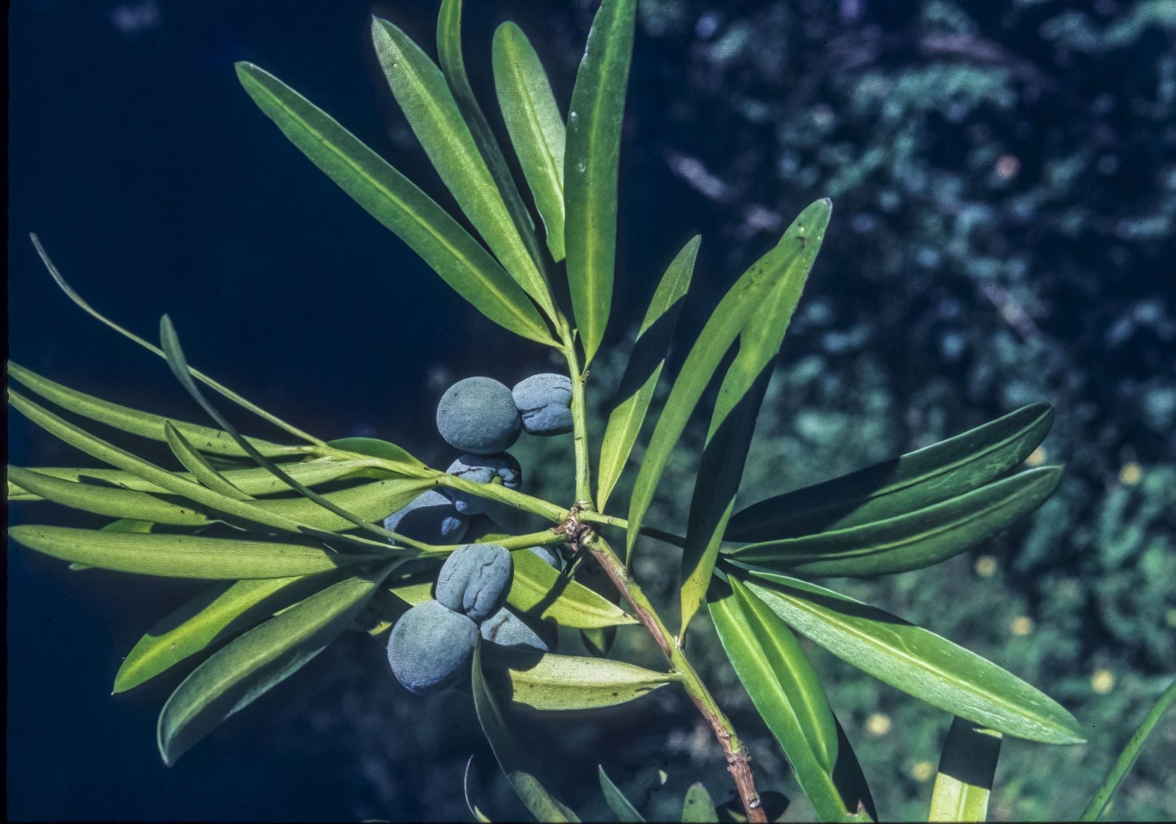 Plum Pine (Podocarpus elatus) - Ladybird Nursery