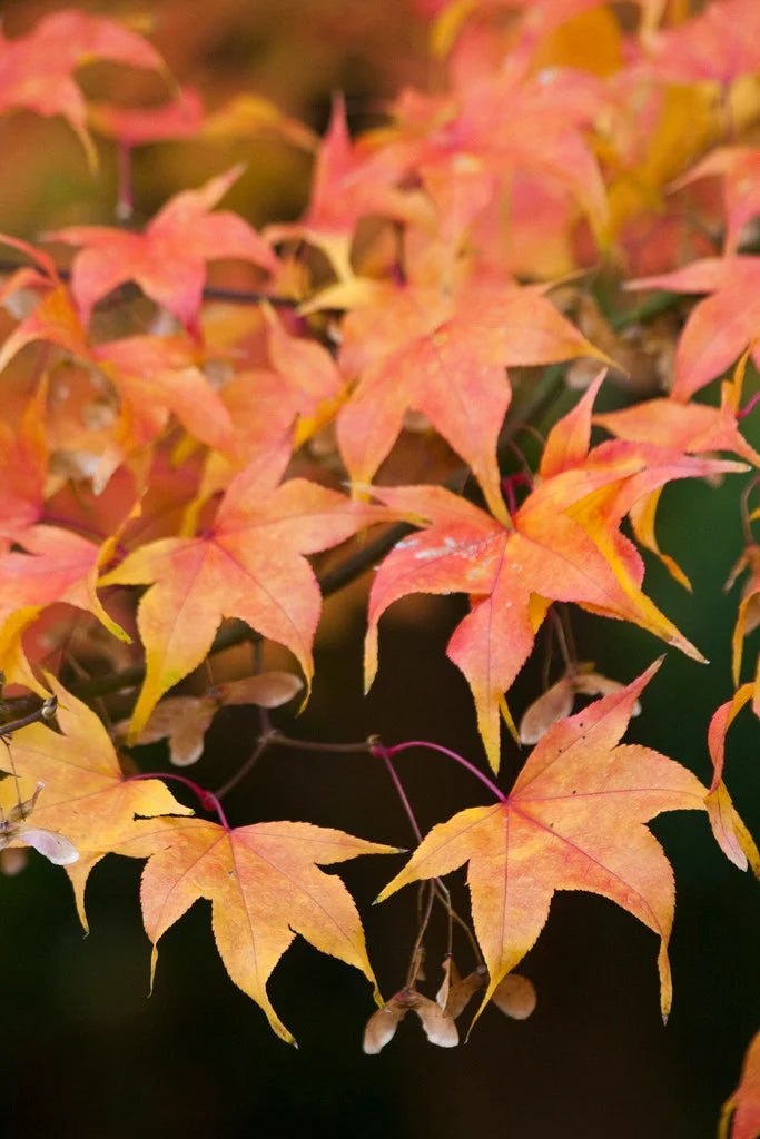 Japanese Maple Ichigyoji (Acer palmatum) - Ladybird Nursery