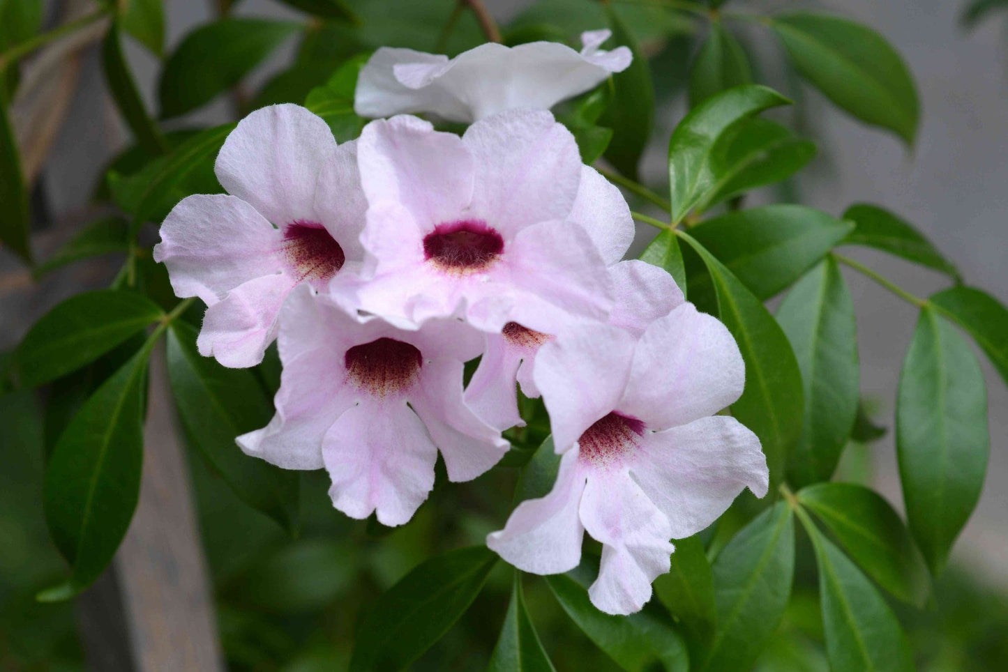Bower Vine Lady Di (Pandorea jasminoides)