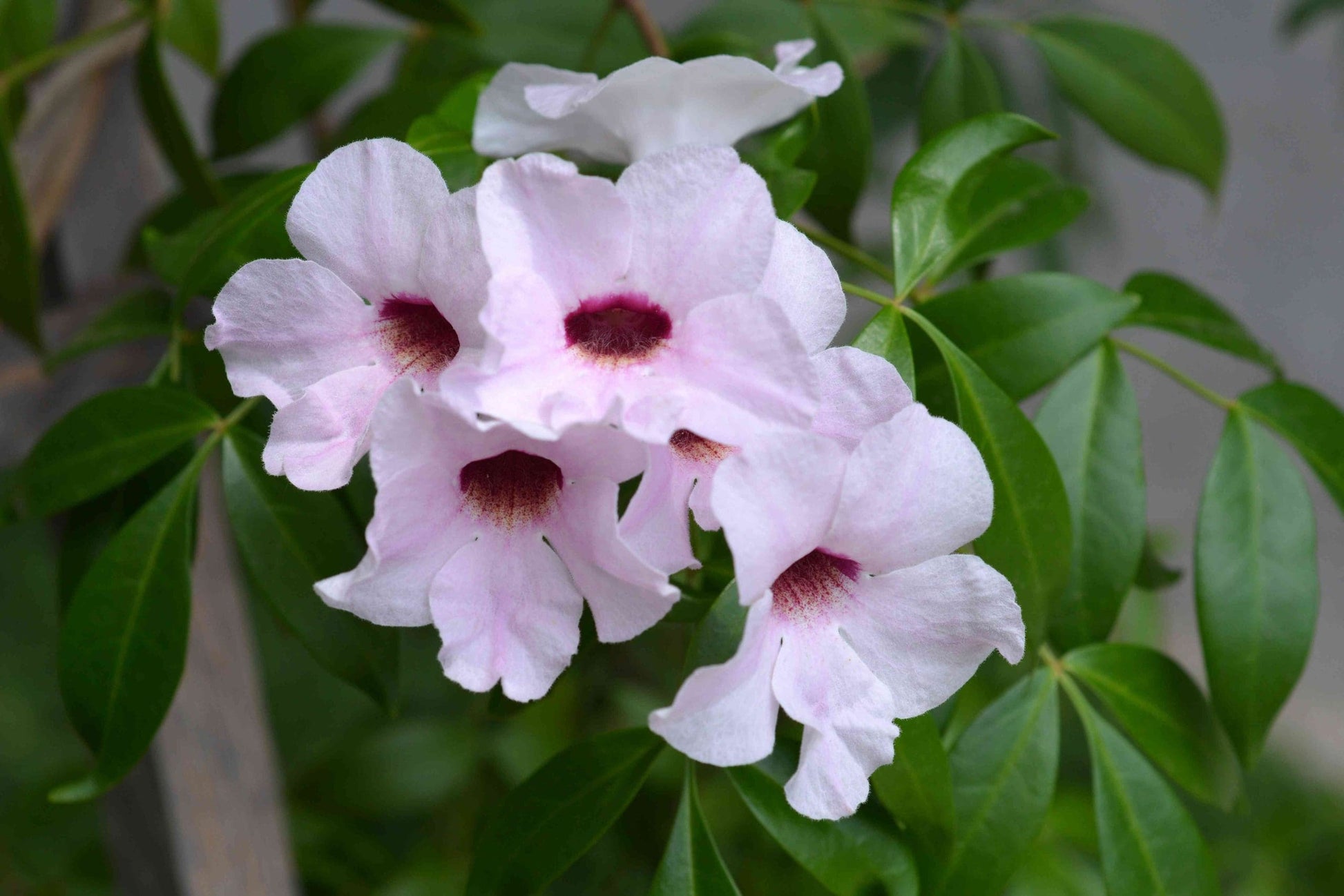 Bower Vine Lady Di (Pandorea jasminoides)