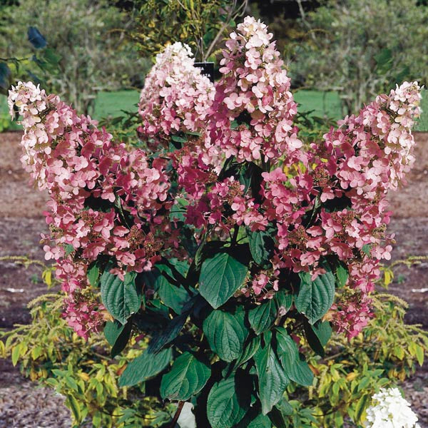 Panicle Hydrangea Pink Diamond (Hydrangea paniculata)