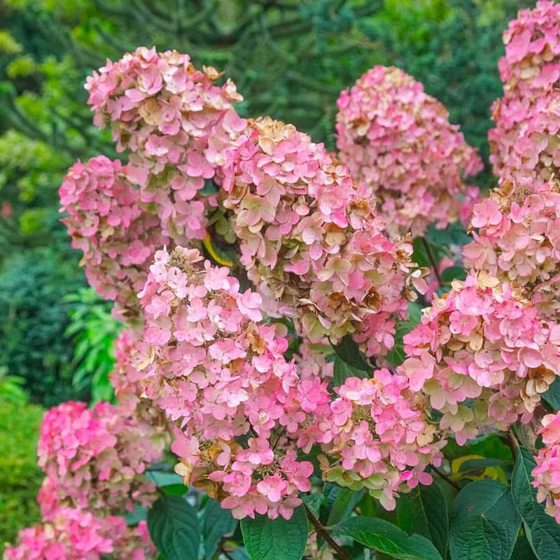 Panicle Hydrangea Pink Diamond (Hydrangea paniculata) - Ladybird Nursery