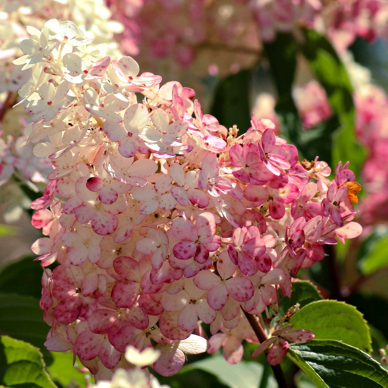 Panicle Hydrangea Pink Diamond (Hydrangea paniculata)