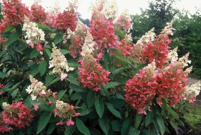 Panicle Hydrangea Pink Diamond (Hydrangea paniculata) - Ladybird Nursery