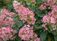 Panicle Hydrangea Pink Diamond (Hydrangea paniculata)