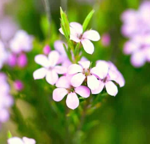 Pink Diosma (Coleonema) - Ladybird Nursery