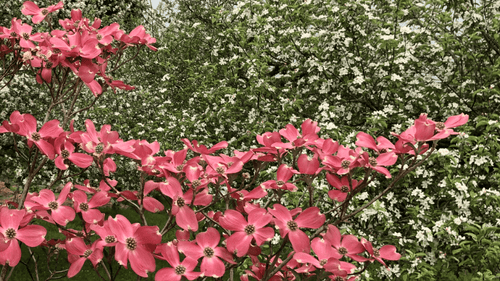 Pink Flowering Dogwood var. rubra Seedling (Cornus florida) - Ladybird Nursery
