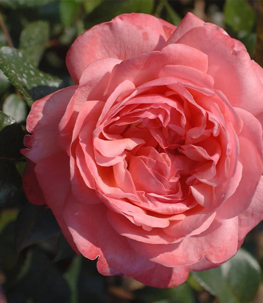 Rose Flamingo (Rosa)