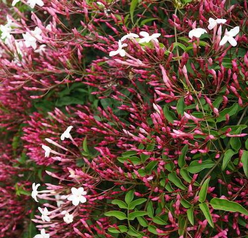 Pink Jasmine (Jasminum polyanthum)