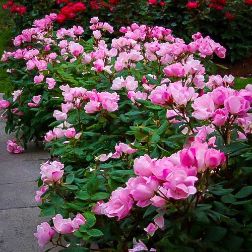 Rose RADCON Pink Knockout® (Rosa) - Ladybird Nursery