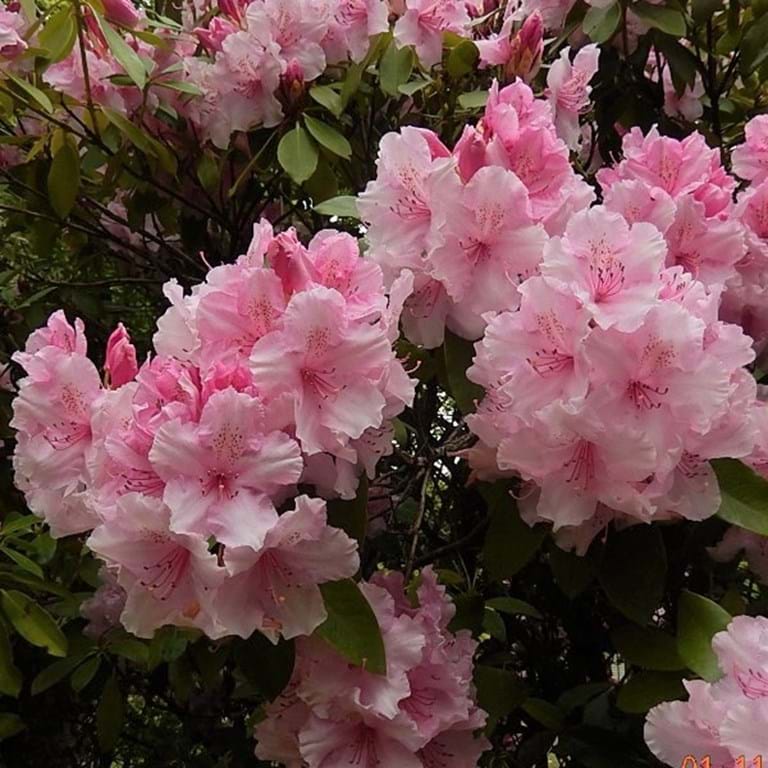 Rhododendron Pink Pearl - Ladybird Nursery