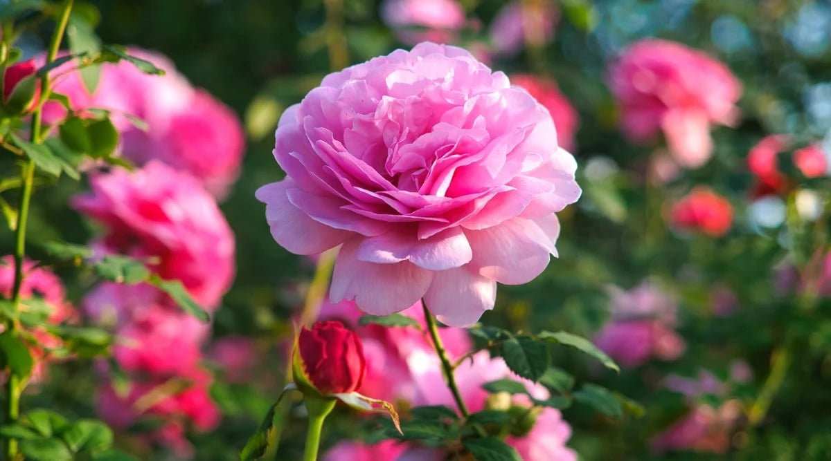 Rose Jewel Miniature Baby - Soft Pink (Rosa) - Ladybird Nursery
