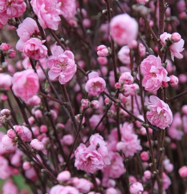 Dwarf Flowering Peach 'Pink Royale' (Prunus Persica) (BARE ROOT)