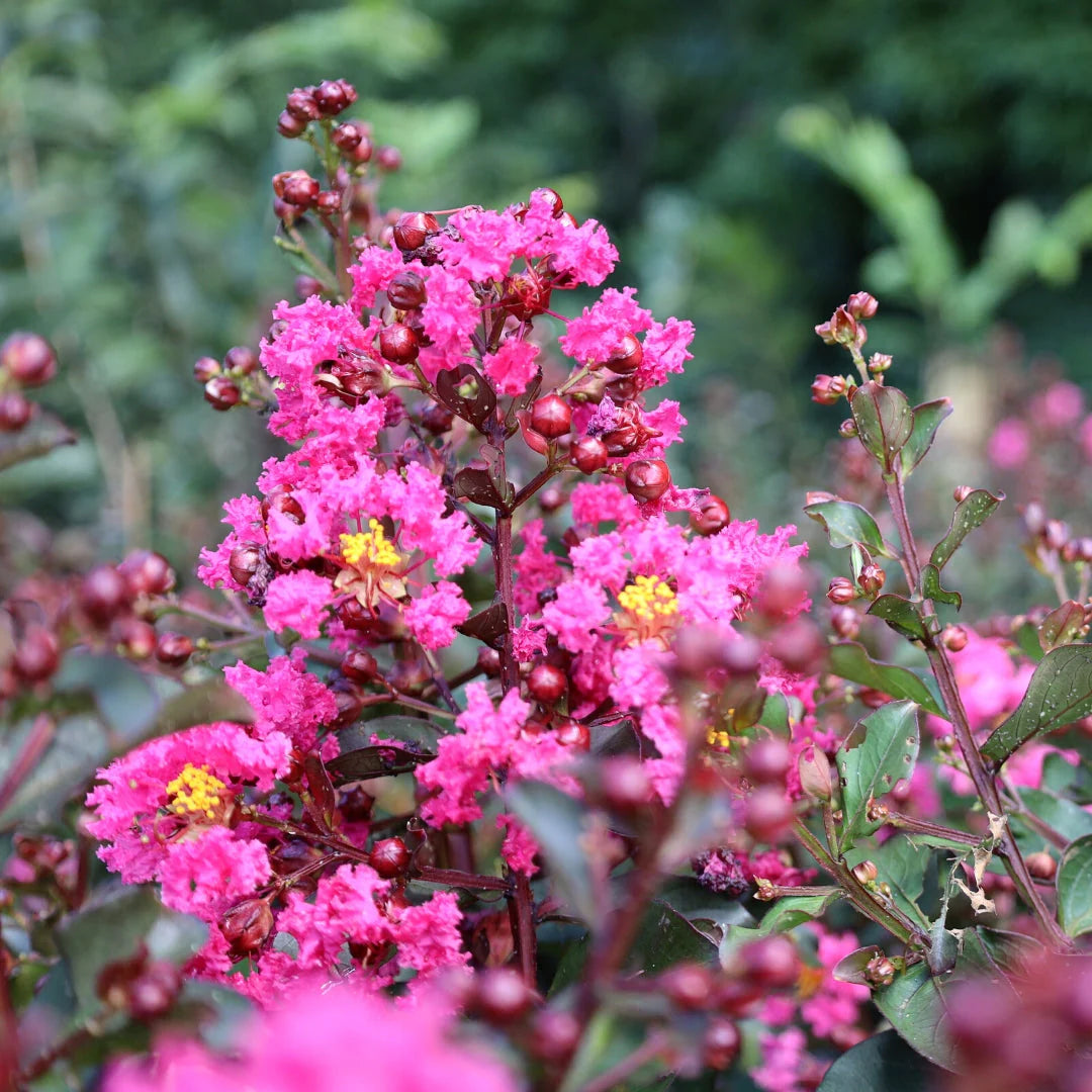 Crepe Myrtle Dwarf Little Audrey (Lagerstroemia indica)