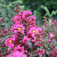 Crepe Myrtle Dwarf Little Audrey (Lagerstroemia indica)