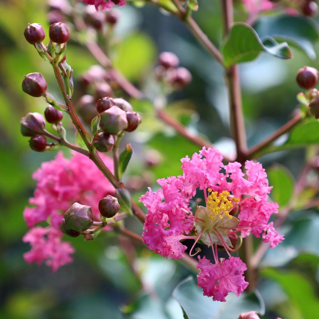 Crepe Myrtle Pink (Lagerstroemia indica) - Ladybird Nursery