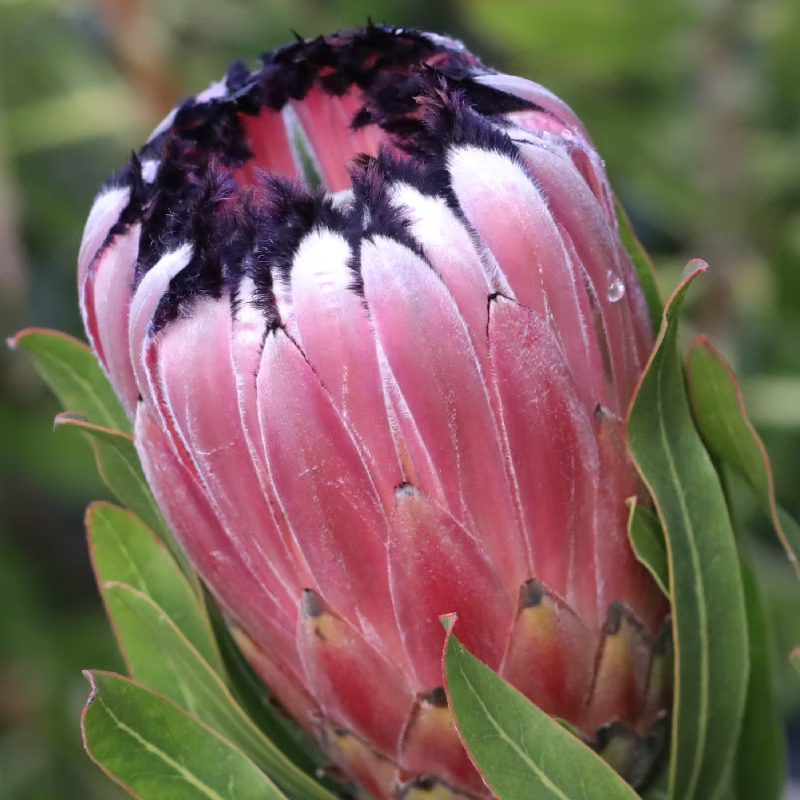Protea 'Australis Pink' - Large