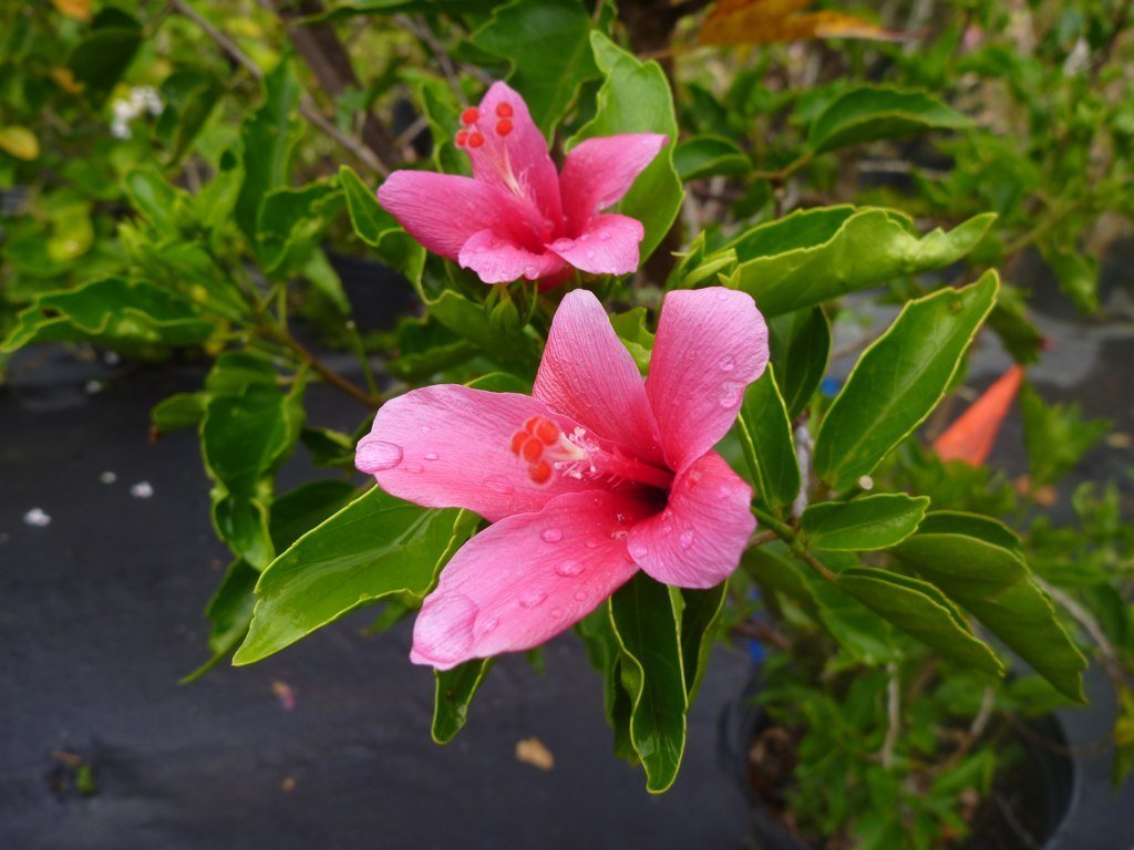 Hibiscus Tiny Tina (Hibiscus rosa - sinensis) - Ladybird Nursery