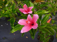 Chinese Hibiscus Tiny Tina (Hibiscus rosa-sinensis)