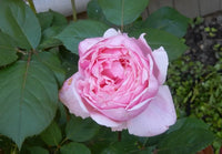 Rose 'Brother Cadfael' (David Austin) - Ladybird Nursery