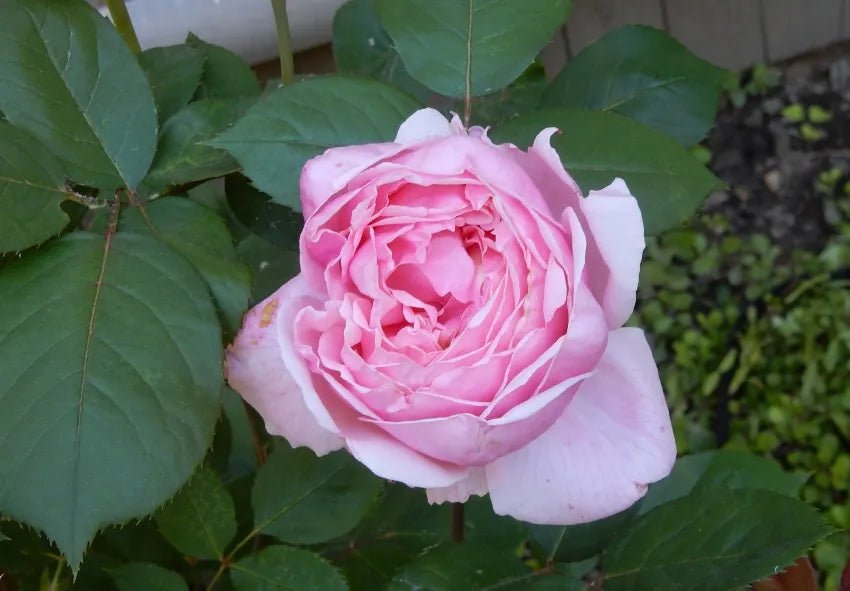 Rose 'Brother Cadfael' (David Austin) - Ladybird Nursery
