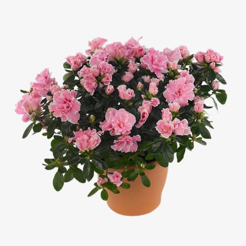 Azalea Pink