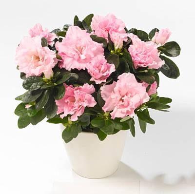 Azalea Pink - Ladybird Nursery