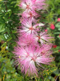 Pink Powder Puff (Calliandra Haematocephala 'Rosea')