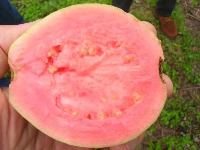 Guava ‘Hawaiian Pink’ - Ladybird Nursery