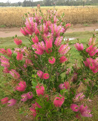 Callistemon 'Hot Pink' - Ladybird Nursery