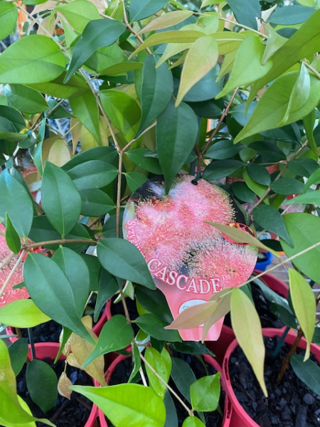 Lilly Pilly ‘Pink Cascade’ (Syzygium australe) - Ladybird Nursery