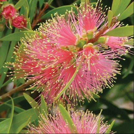 Weeping Bottlebrush Pink Champagne (Callistemon viminalis) - Ladybird Nursery