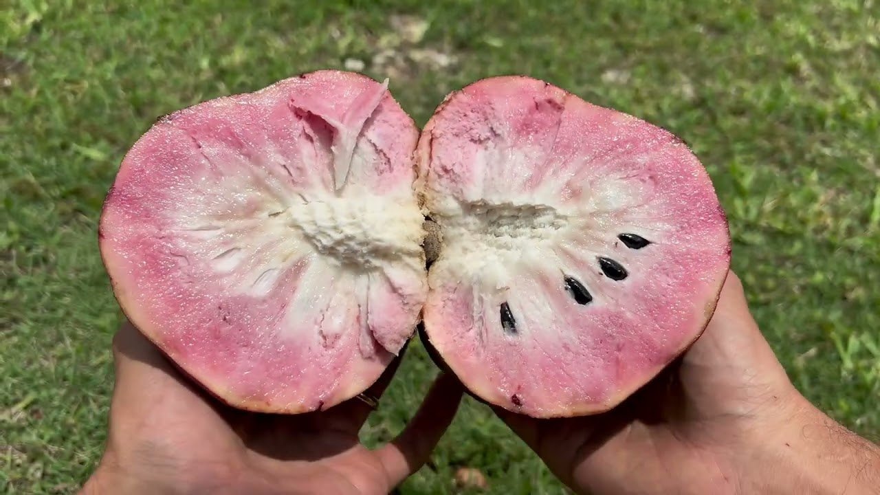 Custard Apple 'Pink Ilama' - Ladybird Nursery