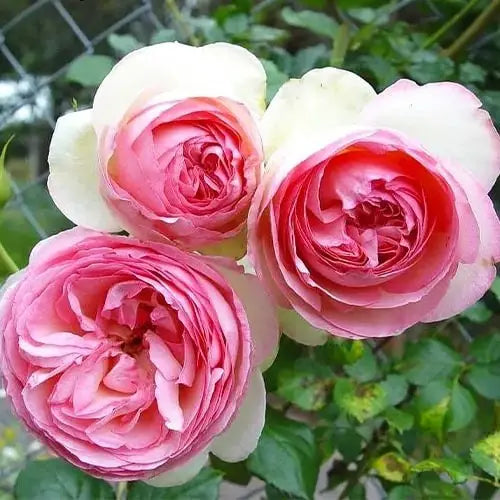 Climbing Rose 'Pierre De Ronsard Pink' (Bareroot)