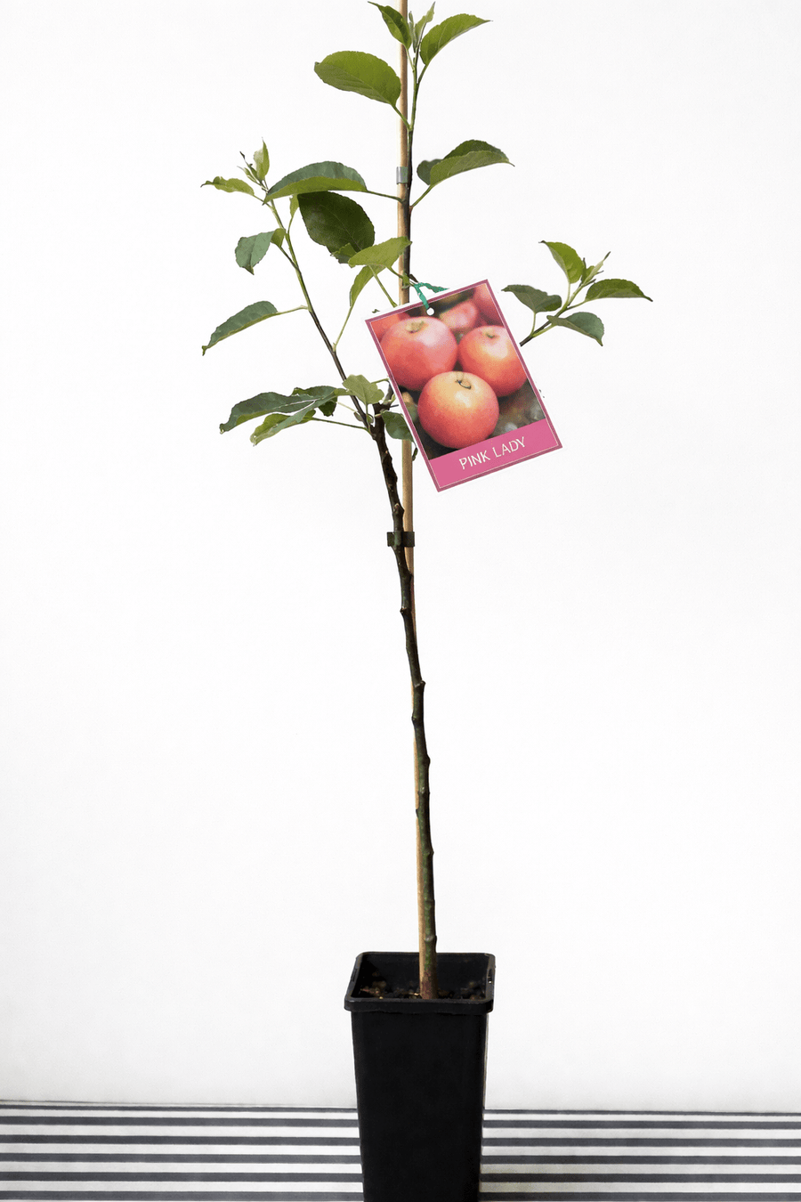 Dwarf Apple Pink Lady Fruit Tree – Buy Now! – Ladybird Nursery