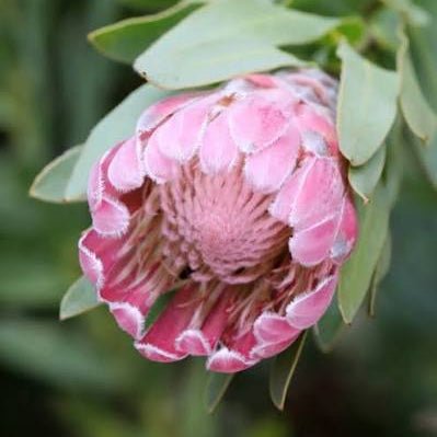 Protea 'Pink Pearl' - Ladybird Nursery
