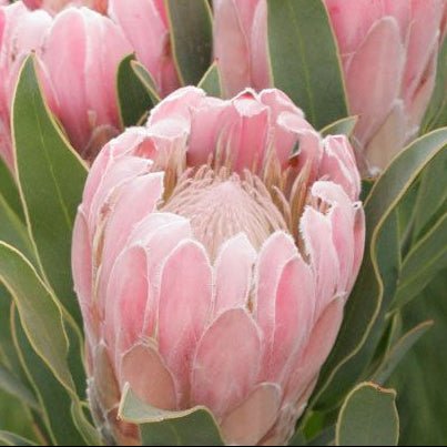 Protea 'Pink Pearl' - Ladybird Nursery