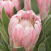 Protea 'Pink Pearl' - Ladybird Nursery