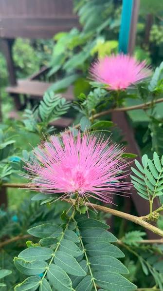 Pink Powder Puff (Calliandra Haematocephala 'Rosea')
