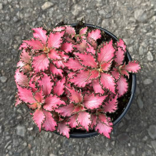 Fittonia ‘Pink Anne’