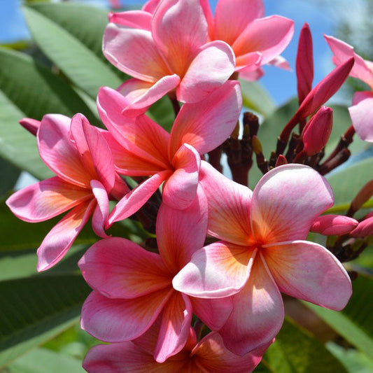 Frangipani Pink Cheeks (Plumeria rubra) - Ladybird Nursery