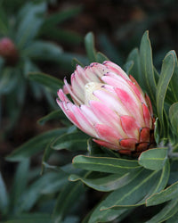 Protea 'Pink Cream' - Ladybird Nursery
