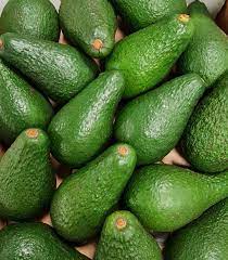 Dwarf Pinkerton Avocado Tree