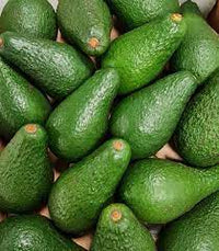 Dwarf Pinkerton Avocado Tree