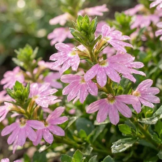 Fan Flower 'Pink Fusion' (Scaevola humilis) - Ladybird Nursery