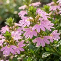 Fan Flower 'Pink Fusion' (Scaevola humilis) - Ladybird Nursery