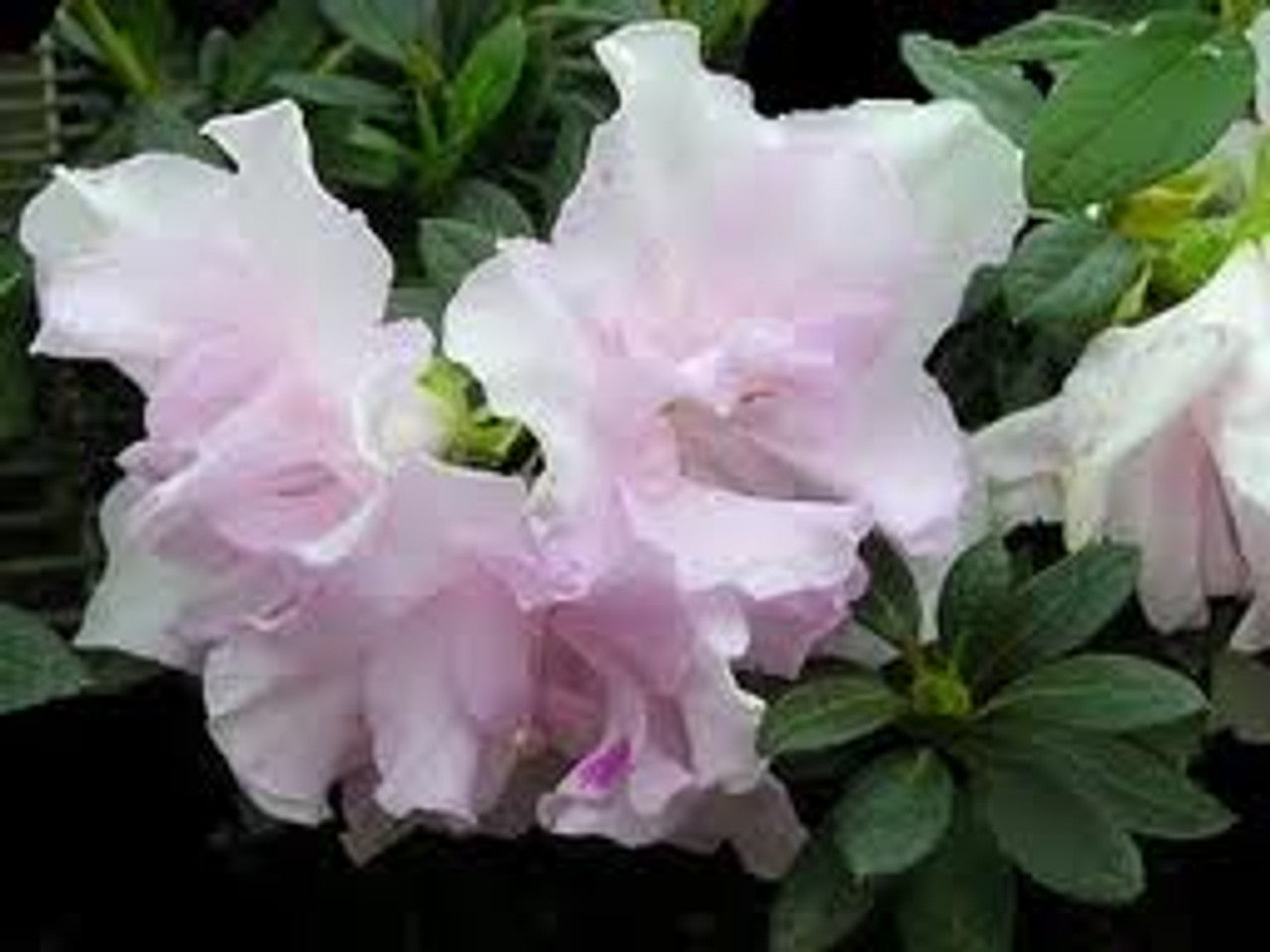 Azalea indica Pink Ice
