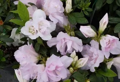 Azalea indica Pink Ice - Ladybird Nursery