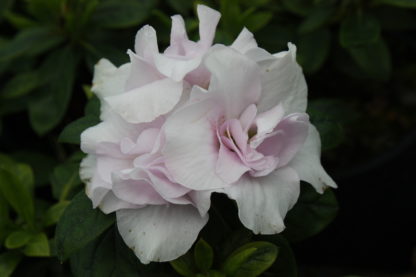 Azalea indica Pink Ice